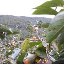 척과농장 이미지