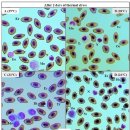 31 및 34℃ 노출 붉바리 (Epinephelus akaara)의 적혈구의 형태 이상 이미지