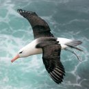 알바트로스 이미지