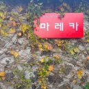 마레카 이미지