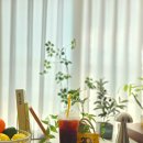 빽다방 강남역월드점 | 빽다방 신메뉴 챔피언스 유자 아메리카노 생각보다 괜찮네