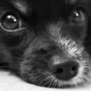 24시 센텀동물메디컬센터 연산점 이미지