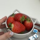 치원농장 네이버블로그