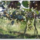 백이산 농장 이미지