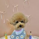 러블리댕 이미지