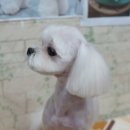 버블퍼피 이미지