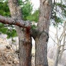주식회사 청풍