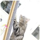 식빵굽는나비 이미지