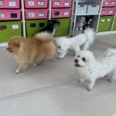 슬기로운 댕댕 유치원 이미지