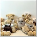 마마스미독 강아지분양 인천점 이미지