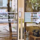 테일러퍼피 이미지