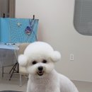 띠아몽 네이버블로그
