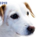대곡동물병원 이미지