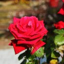 기차마을 증기기관차 이미지