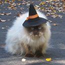 고양이마법사 이미지