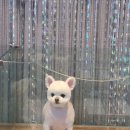 송도멍멍이발소 이미지