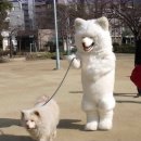 채식에 관한 성경적 근거 이미지