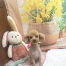 호이펫샵 이미지