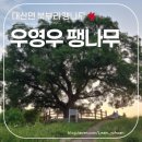 신목아파트 뒤 | 드라마 촬영지 덕후라면 필수 코스! '이상한 변호사 우영우 팽나무' 직접 본 리얼 후기