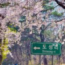 서산농협미곡종합처리장 | 2026.04.15 벚꽃엔딩 맞이한 서산, 태안 벚꽃명소 (산성리벚꽃길, 가재산벚꽃길, 고남저수지 벚꽃길)