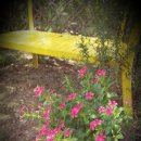 비단향꽃수 이미지