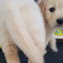 덩이