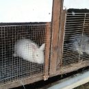 일월관광농원캠핑 이미지