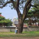 W10. 전주한옥마을 경기전 한복스냅 후기(내돈내산) / 전주 지아코필름,지아코스냅,셀프 헤메, 한복대여...