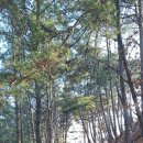 향로봉길 이미지