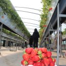 유희태농장 이미지