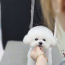 강실장펫살롱 네이버블로그