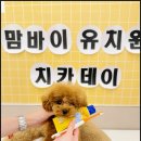 내 강아지 미용실 이미지