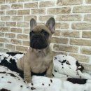 브리더독 이미지