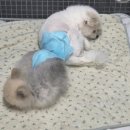 보담동물의료센터
