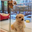 플랜멍 강아지분양 포항점 이미지