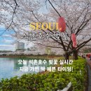 엉클츄러스 | 롯데월드 석촌호수 오늘 석촌호수 벚꽃 개화시기 벚꽃축제 날짜