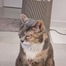 히히 그루밍 이미지