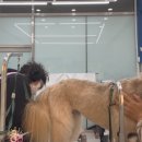 변신해보개 이미지