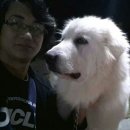 도그빌리지 이미지