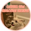 몰리스펫샵(스타필드 하남) | 애견동반 가능한 하남 스타필드 몰리스펫샵