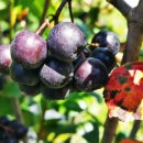 직지농장 이미지