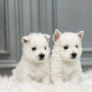 화이트 켄넬 이미지