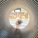 루비약국 | 루비 단골 애견카페 다녀온 날 + 넥스가드 사러 약국 방문 후기