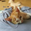 애견종합병원 이미지