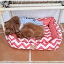 곁에 있을개 이미지