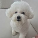 개꾸밈 | 춘천 개꾸밈 애견미용 솔직 후기｜재방문각 애견미용실