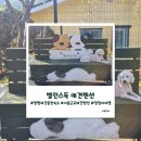 해피독 애견펜션2 | 양평애견독채펜션 개별 수영장 풀빌라 밸런스독 내돈내산