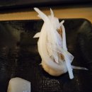 바로참치
