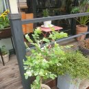 새나라 약국 이미지