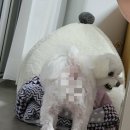 복터진강아지 이미지